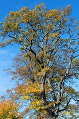 Wistful autumnal blues, in Keighley, West Yorkshire.jpg