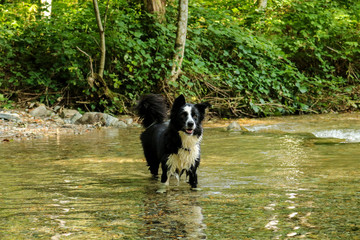Border collie che gioca nel fiume sul sentiero delle meraviglie, animali e natura