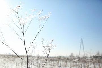 Winter background, landscape