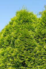 Fototapeta premium Abendländischer Lebensbaum, Thuja occidentalis