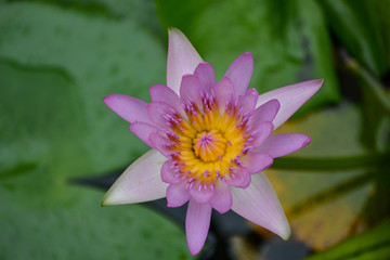 Close-up of lily flower, above angle shot 