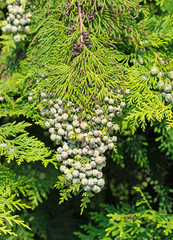 Abendländischer Lebensbaum, Thuja occidentalis, Samenstand