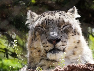 Wide shot of a snow leopard's head and face, with eyes closed
