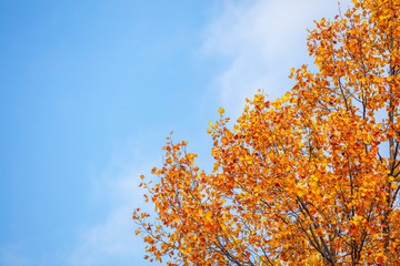 beautiful autumn tree and blue sky 