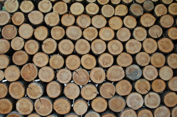 통나무가 만든 패턴