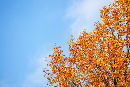 beautiful autumn tree and blue sky  - Powered by Adobe