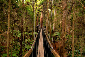Deep in the canopy of the Rotorua Redwoods forest looking along the suspended tree walk - obrazy, fototapety, plakaty
