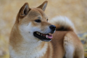 Shiba Inu Portrait 