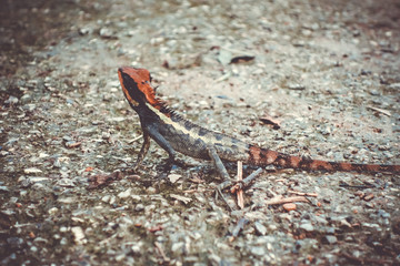 Crested Lizard in jungle, Khao Sok, Thailand
