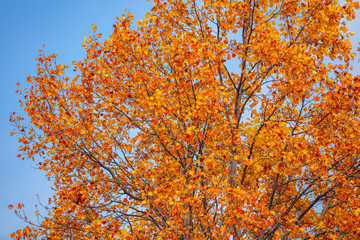 Fototapeta na wymiar beautiful autumn tree and blue sky 