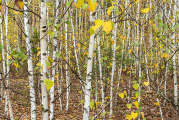 Grove of young birch trees