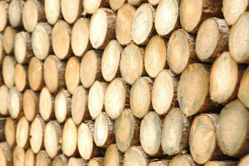 통나무가 만든 패턴