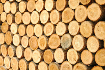 통나무가 만든 패턴