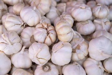 White garlic background, spice or vegetable closeup photo. Garlic bulb pile top view. Healthy food ingredient.