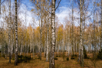 Jesień w brzozowym zagajniku, Podlasie, Polska © podlaski49