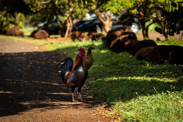 Rooster in nature