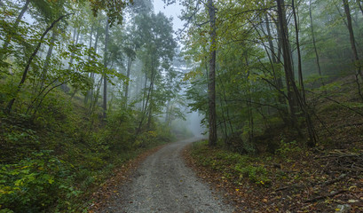 colorful autumn forest