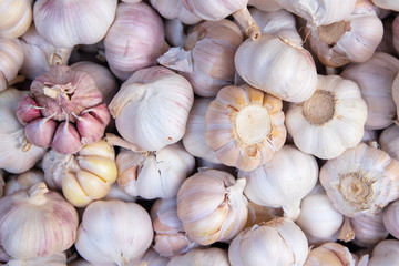 Whole garlic background, spice or vegetable closeup photo. Garlic bulb pile top view. Healthy food ingredient.