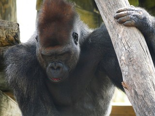 Close up of the upper body of a gorilla grasping logs