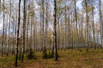 Jesień w brzozowym zagajniku, Podlasie, Polska © podlaski49