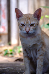 Portrait of ginger kitten, Thai cat on fence