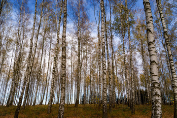 Jesień w brzozowym zagajniku, Podlasie, Polska © podlaski49