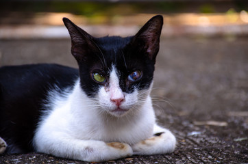 Portrait of black and white cat, cat on street