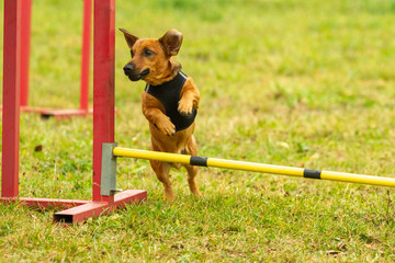 A young brown mixed breed dog learns to jump over obstacles in agility training. Age 2 years.