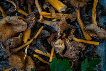 Wild mushrooms,trumpet chanterelle,