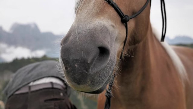 The face and detail of a haflinger horse.  neck, chin, nose in the alps of Sudtirol - close up