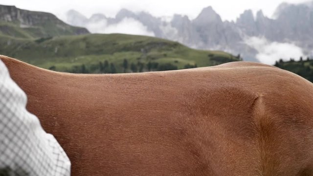 Hand of a man cleaning a horse in the dolomites mountains in the background.