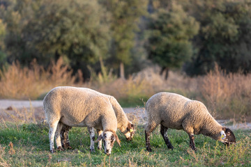 Oveja paciendo en una tarde de otoño