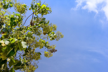 leaves of teak or Tectona grandis tree