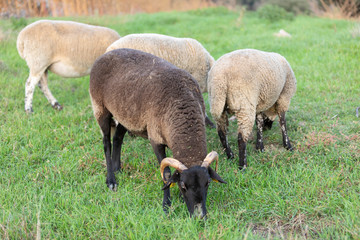 Obraz na płótnie Canvas Rebaño de ovejas ripollesa paciendo en una tarde de otoño