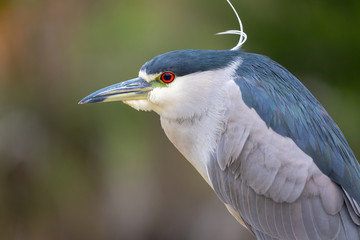 Portrait of immature Black-crowned Night Heron (Nycticorax nycticorax). Note the beautiful red eye (pupil). Immature herons of this type have black and yellow bills.