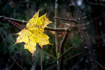 Yellow autumn leaf hanging on bare leafless branches on a dark background of forest trees