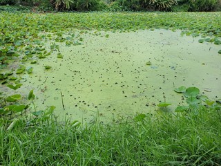 Water hyacinth in a shallow lake as a background, Ecological Concept (Floating water hyacinth, ichornia crassipes (Mart.) Solms)