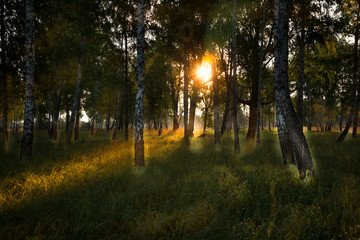 Sunrise in a birch grove in early September