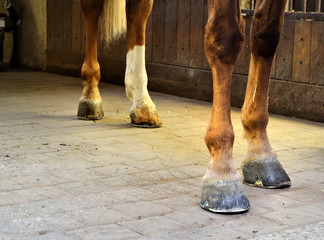 Jambes de cheval dans un box