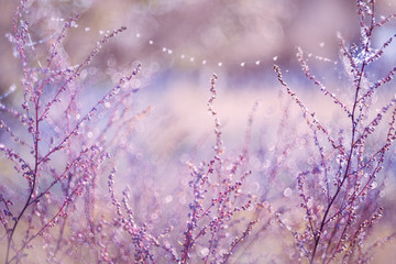 Sparkling in the morning rays of the sun, dew on delicate flowers in a meadow. A gentle, artistic...