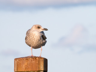 Juvenile herring gull, young seagull, perching on pole, Netherlands