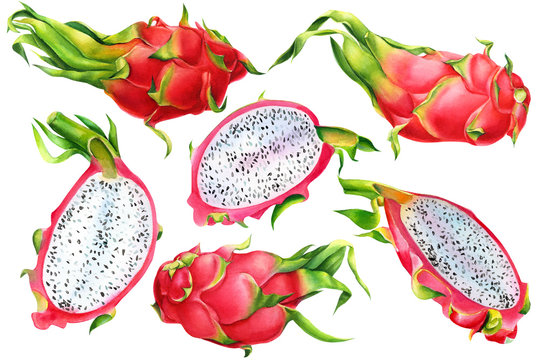 tropical fruit set, pitahaya, pitaya, dragon fruit, summer watercolor illustration on an isolated white background