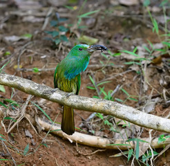 Bird Blue-Bearded Bee Eater in Thailand