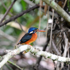 Blue Bird Kingfisher on branch (Blue-eared Kingfisher)