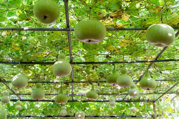 bottle gourd tree or lagenaria siceraria