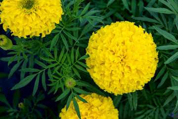 closeup marigold flower in garden