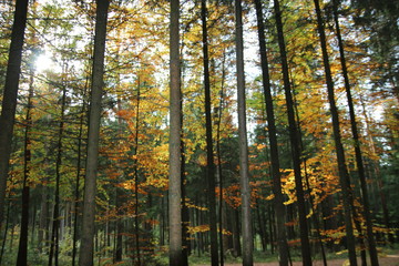 Herbstwald