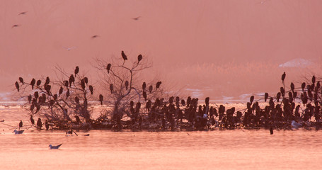Fototapeta na wymiar Wintering of the birds on the Drava River