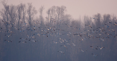 Wintering of the birds on the Drava River