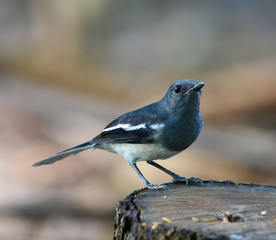 Oriental Magpie-Robin, Magpie Robin (Copsychus saularis)